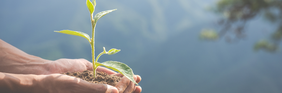 Instrumentos de Proteção Ambiental: Ferramentas Essenciais para a Sustentabilidade no Brasil