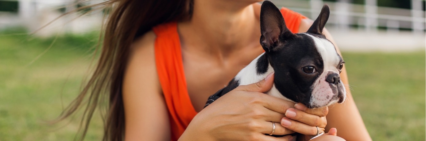 Agora é Lei: Novo Código Estadual de Direito dos Animais Entra Em Vigor no Rio