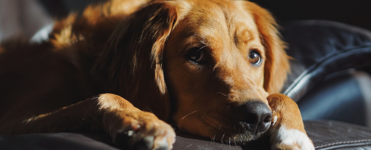 Como os Drones e a IA Estão Redefinindo os Grandes Eventos Garantindo os Direitos Fundamentais Dos Animais