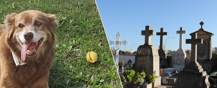 Lei Bob Coveiro: São Paulo autoriza sepultamento de pets em jazigos familiares e amplia o reconhecimento jurídico do vínculo afetivo