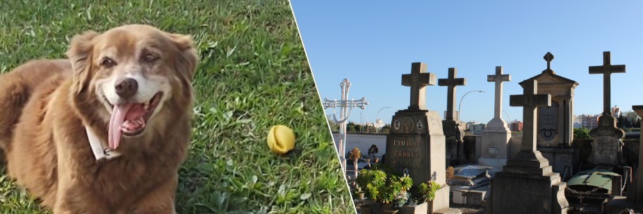 Lei Bob Coveiro: São Paulo autoriza sepultamento de pets em jazigos familiares e amplia o reconhecimento jurídico do vínculo afetivo