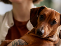 A Lei 15.392/2026 regulamenta a custódia compartilhada de pets no divórcio. Veja as regras de convívio, divisão de despesas e perda de posse em casos de maus-tratos.