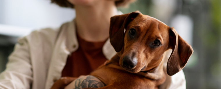 A Lei 15.392/2026 regulamenta a custódia compartilhada de pets no divórcio. Veja as regras de convívio, divisão de despesas e perda de posse em casos de maus-tratos.