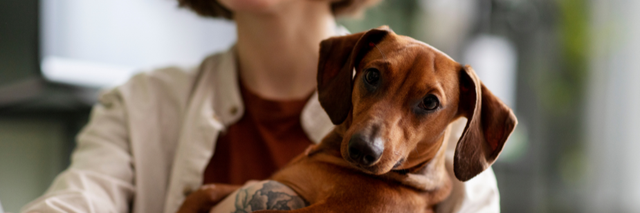 Lei 15.392/2026: Entenda a Nova Custódia Compartilhada de Animais